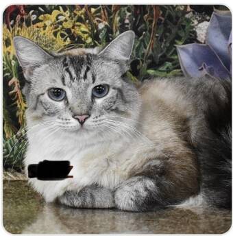 Spritz -  Siamese Cat for Adoption in Scottsdale, Arizona - Spritz | PetCurious