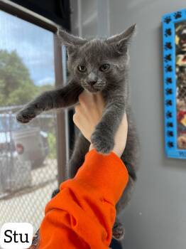 Stu -  Domestic Short Hair Cat for Adoption in Dyersburg, Tennessee - Stu | PetCurious