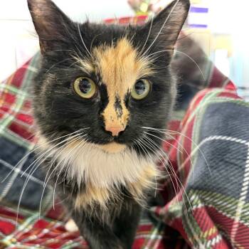 Rescue Domestic Long Hair Cats for Adoption in Marshall, Virginia - Wren | PetCurious