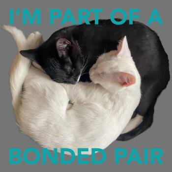 Chester -  Domestic Short Hair Cat for Adoption in Boston, Massachusetts - Chester | PetCurious