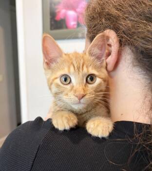 Saffron -  Tabby Cat for Adoption in Parkville, Missouri - Saffron | PetCurious