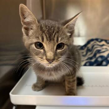 Stuart -  Domestic Short Hair Cat for Adoption in Newark, New Jersey - Stuart | PetCurious