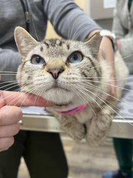 Rescue Domestic Short Hair Cats for Adoption in Brentwood, New Hampshire - Ludo | PetCurious
