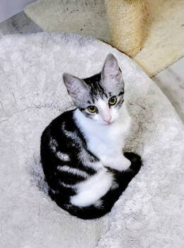 Rescue Tabby Cats for Adoption in Capshaw, Alabama - LISBON | PetCurious