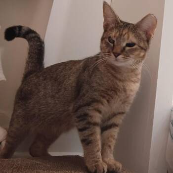Caramel -  Domestic Short Hair Cat for Adoption in Mebane, North Carolina - Caramel | PetCurious