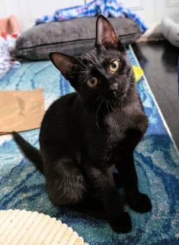 Shadowcat -  Domestic Short Hair Cat Available for Adoption in Pompano Beach, Florida - Shadowcat | PetCurious
