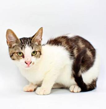 Cyborg -  Domestic Short Hair Cat for Adoption in Morton Grove, Illinois - Cyborg | PetCurious