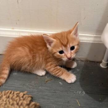 Marmalade -  Domestic Short Hair Cat for Adoption - Marmalade | PetCurious