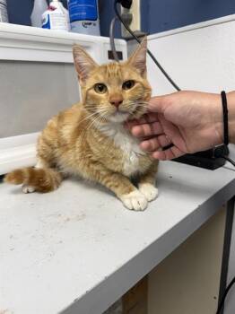 Domestic Short Hair Cats Available for Adoption in Santa Cruz, California - LADY | PetCurious