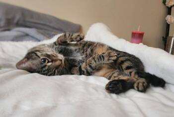 Kiwi -  Domestic Short Hair Cat for Adoption in Battle Ground, Washington - Kiwi | PetCurious