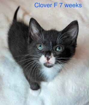 Clover -  Domestic Medium Hair Cat for Adoption in Fort Payne, Alabama - Clover | PetCurious