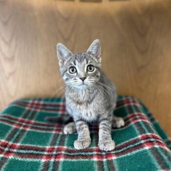 Baking Soda--In Foster -  Domestic Short Hair Cat for Adoption in Fargo, North Dakota - Baking Soda--In Foster | PetCurious