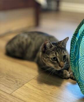 Rescue Domestic Short Hair Cats for Adoption in Youngsville, North Carolina - Verbena25 | PetCurious