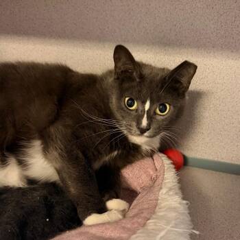 Erin -  Domestic Short Hair Cat for Adoption in Port Charlotte, Florida - Erin | PetCurious