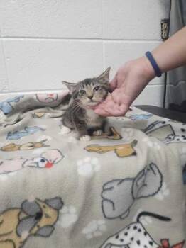 The Krusty Crab -  Domestic Short Hair Cat for Adoption in Spruce Pine, North Carolina - The Krusty Crab | PetCurious