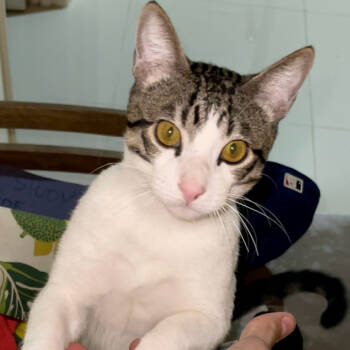 Rescue American Shorthair and Abyssinian Cats for Adoption in Hemet, California - Ryuu | PetCurious