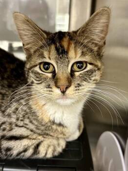 Domestic Short Hair Cats Available for Adoption in Wichita, Kansas - Mystique | PetCurious