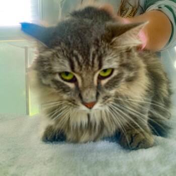 Fuzzy -  Domestic Long Hair Cat for Adoption in Chapel Hill, North Carolina - Fuzzy | PetCurious