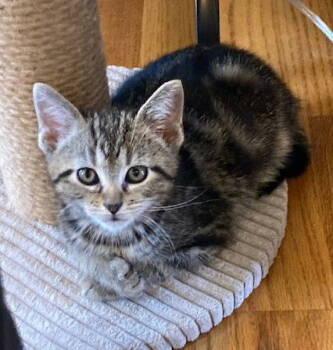 Rescue Tabby and Domestic Short Hair Cats for Adoption in Georgetown, Kentucky - Karter | PetCurious