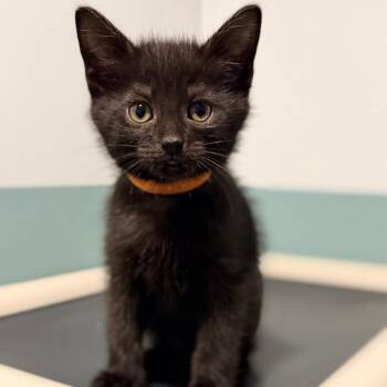 Raaka -  Domestic Short Hair Cat for Adoption in Evansville, Indiana - Raaka | PetCurious