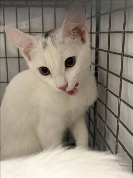 RINAH -  Domestic Short Hair Cat for Adoption in Las Vegas, Nevada - RINAH | PetCurious