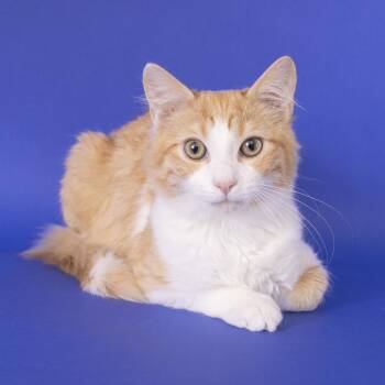 Domestic Long Hair Cats Available for Adoption - Storm | PetCurious