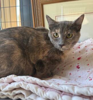 Dreyah -  Domestic Short Hair Cat for Adoption in Lemoore, California - Dreyah | PetCurious