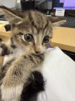 Domestic Short Hair Cats Available for Adoption in Doral, Florida - ARC | PetCurious