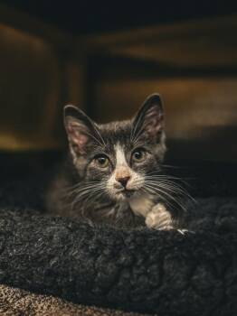 Somnus -  Domestic Short Hair Cat for Adoption in Munster, Indiana - Somnus | PetCurious