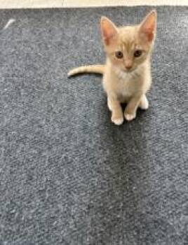 FORREST -  Domestic Short Hair Cat for Adoption in Charlotte, North Carolina - FORREST | PetCurious