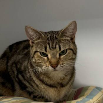 Imani -  Domestic Short Hair Cat for Adoption in Kennebunk, Maine - Imani | PetCurious