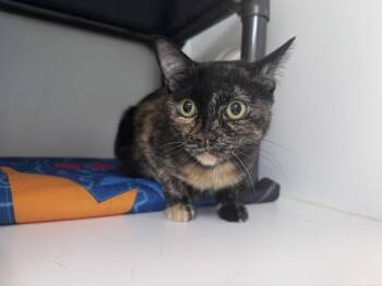 *Lala* -  Domestic Short Hair Cat for Adoption in Salt Lake City, Utah - *Lala* | PetCurious