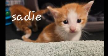 Domestic Short Hair Cats Available for Adoption in Chalfont, Pennsylvania - Sadie | PetCurious