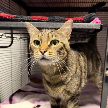 CHAD -  Domestic Short Hair Cat for Adoption in Hampton Bays, New York - CHAD | PetCurious