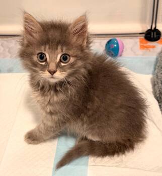 Dorado -  Domestic Short Hair Cat for Adoption in Pomona, New York - Dorado | PetCurious
