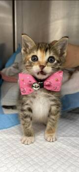 Rescue Domestic Short Hair Cats for Adoption in Chicago, Illinois - Mellark | PetCurious