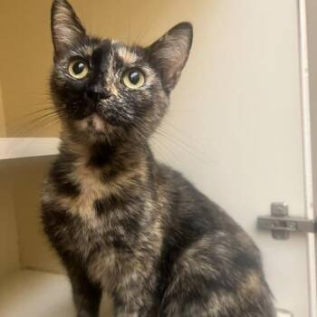 Maple -  Domestic Short Hair Cat for Adoption in Dayton, Ohio - Maple | PetCurious