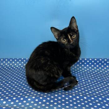 Selena -  Domestic Short Hair Cat for Adoption in San Antonio, Texas - Selena | PetCurious