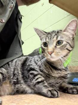 Domestic Short Hair Cats Available for Adoption in Indianapolis, Indiana - KIKI | PetCurious