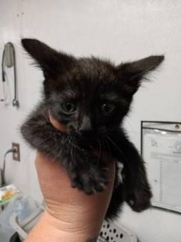 Domestic Short Hair Cats Available for Adoption in San Bernardino, California - DOLLY | PetCurious