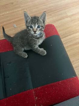 Nevada -  Domestic Short Hair Cat for Adoption in Westfield, Massachusetts - Nevada | PetCurious