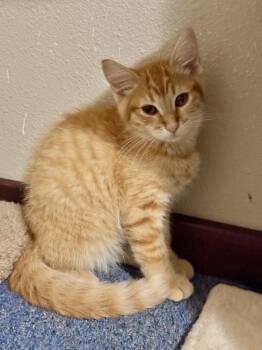 Snapdragon -  Domestic Short Hair Cat for Adoption - Snapdragon | PetCurious