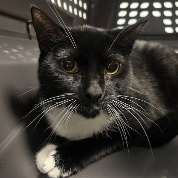 Feta Cheese -  Domestic Short Hair Cat for Adoption in New Castle, Delaware - Feta Cheese | PetCurious