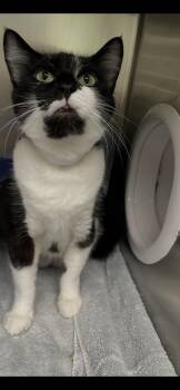 Martha -  Domestic Short Hair Cat for Adoption in Georgetown, Kentucky - Martha | PetCurious