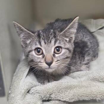 Datolite -  Domestic Short Hair Cat for Adoption in Westland, Michigan - Datolite | PetCurious