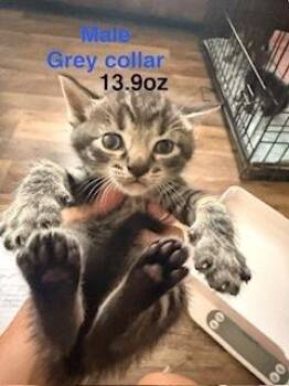 Coffee cake -  Domestic Short Hair and Tabby Cat for Adoption in Ruskin, Florida - Coffee Cake | PetCurious