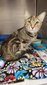Rescue Domestic Short Hair Cats for Adoption in Ontario, Ohio - Maple | PetCurious