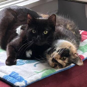 Glow -  Domestic Long Hair Cat for Adoption in Evanston, Illinois - Glow | PetCurious