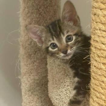 Kody -  Domestic Short Hair Cat for Adoption - Kody | PetCurious