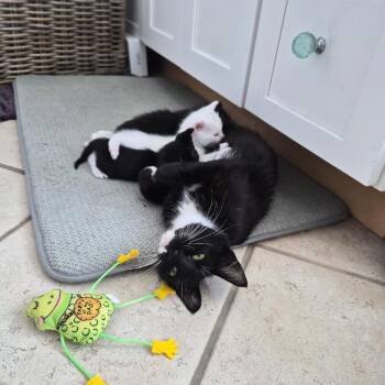 Suki -  Domestic Short Hair Cat for Adoption in Los Angeles, California - Suki | PetCurious